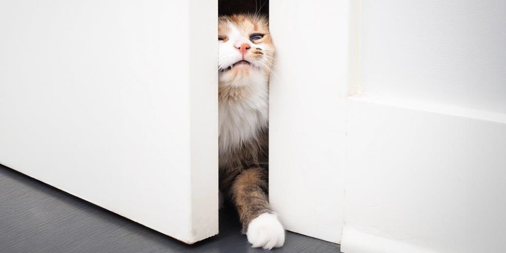 cat coming in