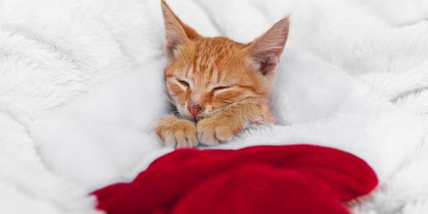 A sleeping cat in a Christmas hat
