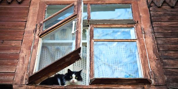 Cat in an open window