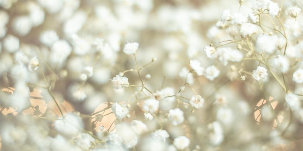 Spring flowers