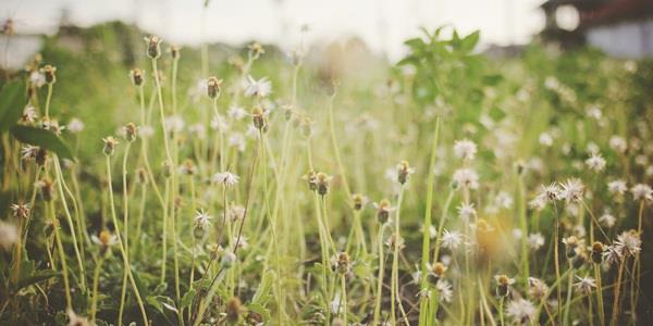 A field with grass