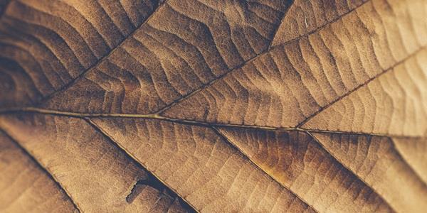 Close-up of a leave