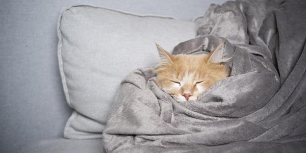 Cat snuggling in blankets