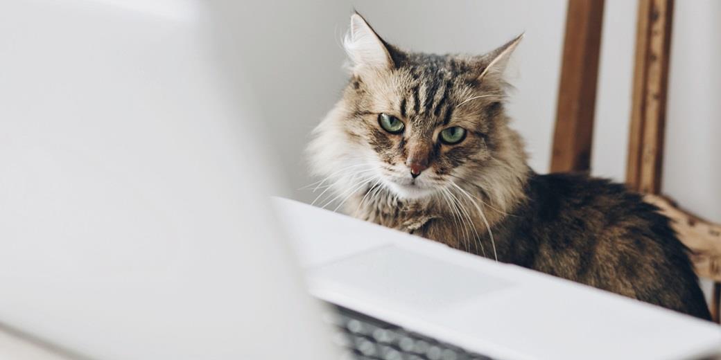 Cat by computer