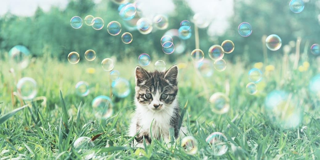 Kitten and Bubbles