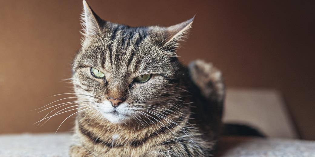 Cat looking annoyed