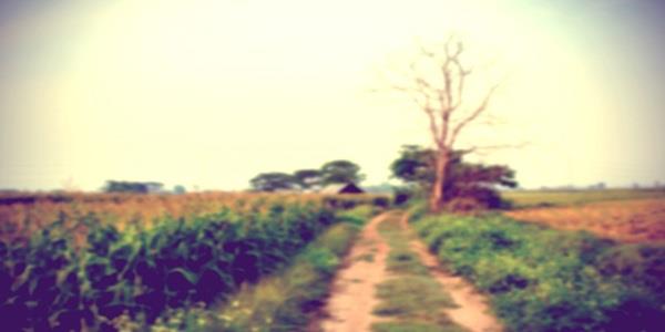 Down a path