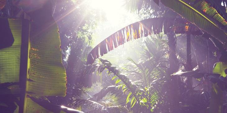A jungle