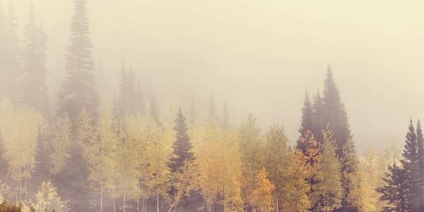 Autumn forest