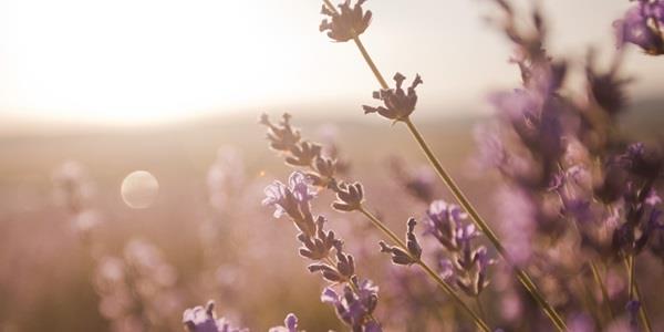 Lavender and sunlight