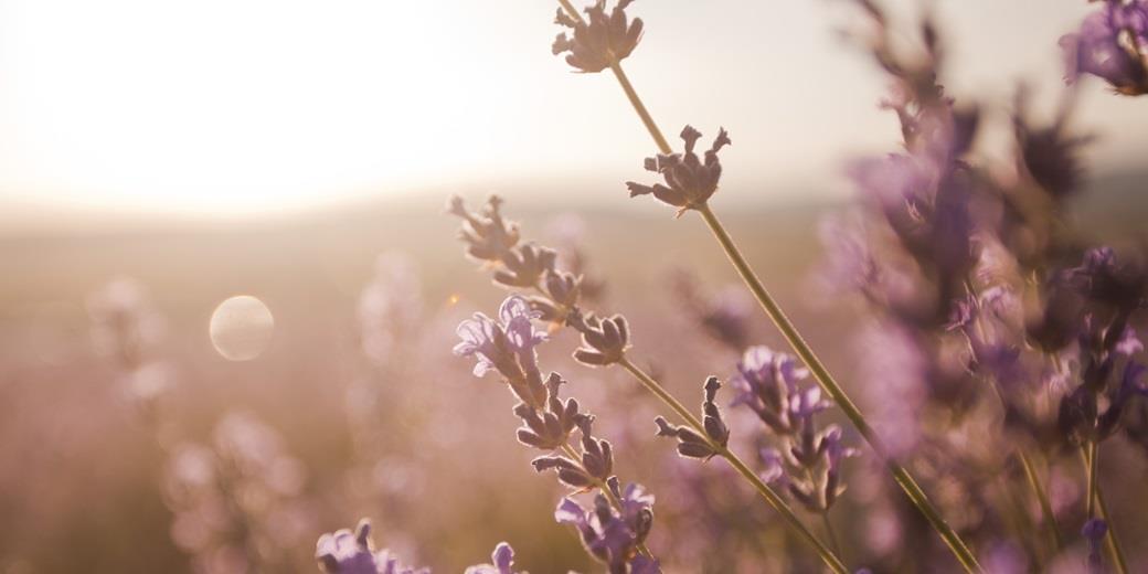 Lavender and sunlight